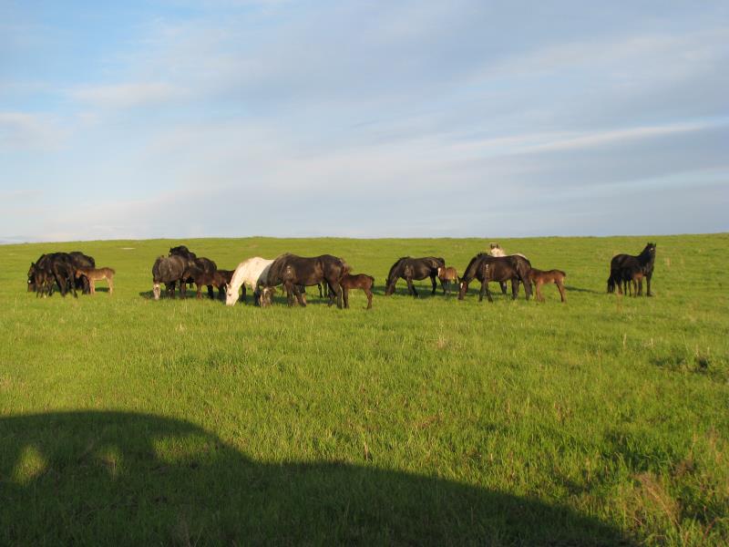 Mares on pasture.